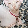 Bulma participe au concours pour gagner de l'argent avec cette photo : animal, blanket, cat, collar, cozy, cute, ears, eyes, feline, hairless_cat, heart_pendant, indoor, leopard_print, pet, pink_skin, portrait, relaxed, resting, sphynx_cat, wrinkles