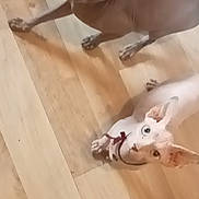 Bulma a rejoint le concours — aidez-le/la à gagner de superbes lots ! alert, animal, cat, companions, curious, cute, domestic_cat, ears, feline, floor, hairless_cat, indoor, looking_up, mammal, pet, playful, sphynx_cat, two_animals, whiskers, wooden_floor