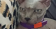 Beerus participe au concours pour gagner de l'argent avec cette photo : sphynx_cat, cat, hairless_cat, pet, indoor, blanket, leopard_print, feline, collar, purple_collar, orange_collar, sofa, resting, animal, cute, mammal, portrait, looking, expression, cozy