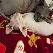 Beerus a rejoint le concours — aidez-le/la à gagner de superbes lots ! sphynx_cat, hairless_cat, cat, pet, cute, cuddle, blanket, holiday, christmas, mittens, gingerbread_man, candy_cane, resting, cozy, animal, feline, indoor, sleeping, friendship, warm
