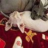 animal, blanket, candy_cane, cat, christmas, cozy, cuddle, cute, feline, friendship, gingerbread_man, hairless_cat, holiday, indoor, mittens, pet, resting, sleeping, sphynx_cat, warm