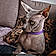Beerus