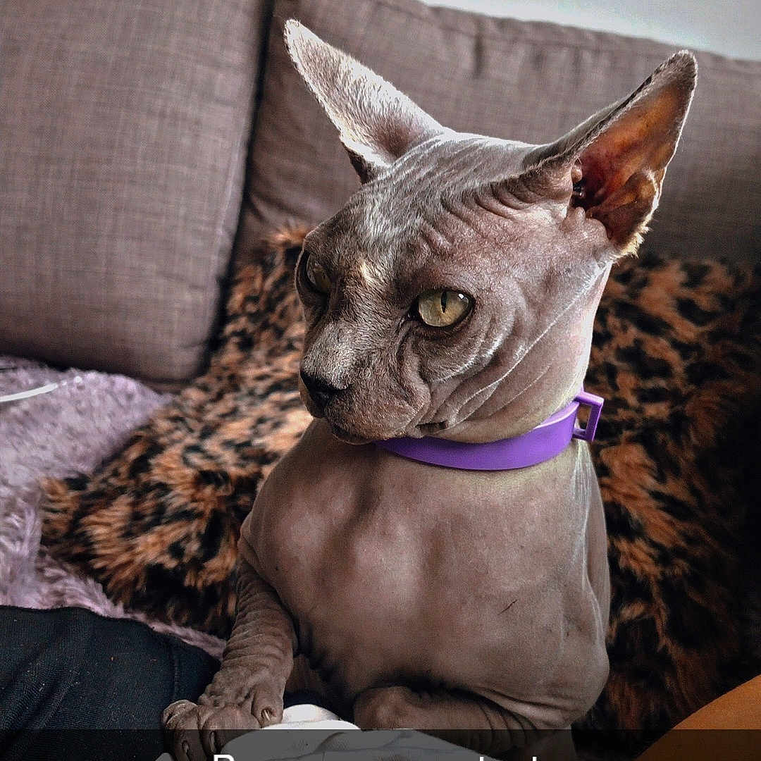 Beerus