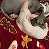 Beerus a rejoint le concours — aidez-le/la à gagner de superbes lots ! sphynx_cat, hairless_cat, cat, pets, animal, feline, curled_up, blanket, christmas_theme, holiday, cozy, snuggling, indoor, resting, cute, wrinkled_skin, two_cats, red_blanket, patterned_blanket, warm