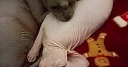 Beerus participe au concours pour gagner de l'argent avec cette photo : animal, blanket, cat, close_up, companion, cozy, cuddle, cute, feline, hairless_cat, holiday_theme, indoor, patterned_blanket, pets, red_blanket, resting, sleeping, sphynx_cat, warm, wrinkled_skin