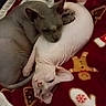 Beerus participe au concours pour gagner de l'argent avec cette photo : sphynx_cat, hairless_cat, cat, pets, cuddle, blanket, red_blanket, cozy, indoor, sleeping, resting, close_up, animal, feline, cute, wrinkled_skin, companion, warm, holiday_theme, patterned_blanket