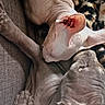 animal, blanket, cat, close_up, companion, couch, cozy, feline, hairless_cat, indoor, leopard_print, pet, relaxed, resting, snuggling, soft_light, sphynx_cat, texture, two_animals, wrinkled_skin