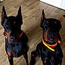 Daemonn a rejoint le concours — aidez-le/la à gagner de superbes lots ! doberman, dog, pet, animal, indoor, floor, collar, orange, wooden_floor, living_room, furniture, cat_tree, alert, sitting, two_dogs, ears_up, black_and_tan, canine, companions, domestic