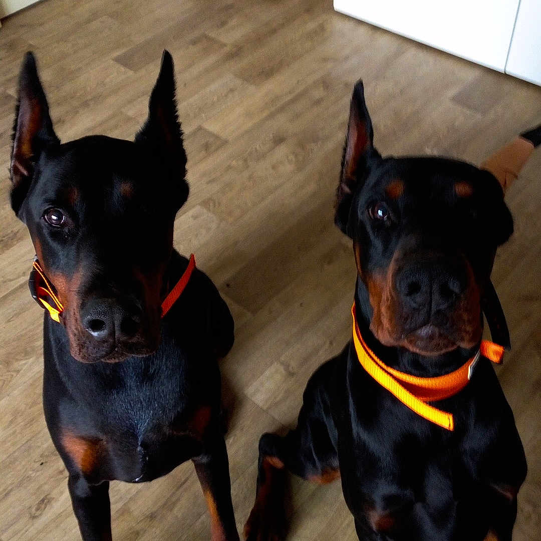 Daemonn a rejoint le concours — aidez-le/la à gagner de superbes lots ! doberman, dog, pet, animal, indoor, floor, collar, orange, wooden_floor, living_room, furniture, cat_tree, alert, sitting, two_dogs, ears_up, black_and_tan, canine, companions, domestic