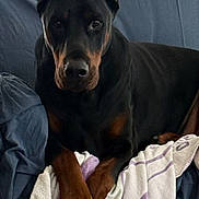 Daemonn a rejoint le concours — aidez-le/la à gagner de superbes lots ! doberman, dog, pet, canine, indoor, couch, towel, black, brown, ears, paws, resting, animal, portrait, fur, alert, looking, home, relaxing, companionship