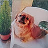 animal, backyard, canine, chair, curious, daylight, dog, domestic_animal, fluffy, fur, green_plant, nature, outdoor, pet, plant_pot, portrait, potted_plant, sitting, small_dog, white_chair