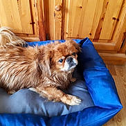 Scamp a rejoint le concours — aidez-le/la à gagner de superbes lots ! dog, pet_bed, indoor, wooden_cabinet, brown_dog, fluffy, curious, cozy, floor, furniture, paw, canine, resting, fur, animal, domestic, household, relaxed, companion, cute