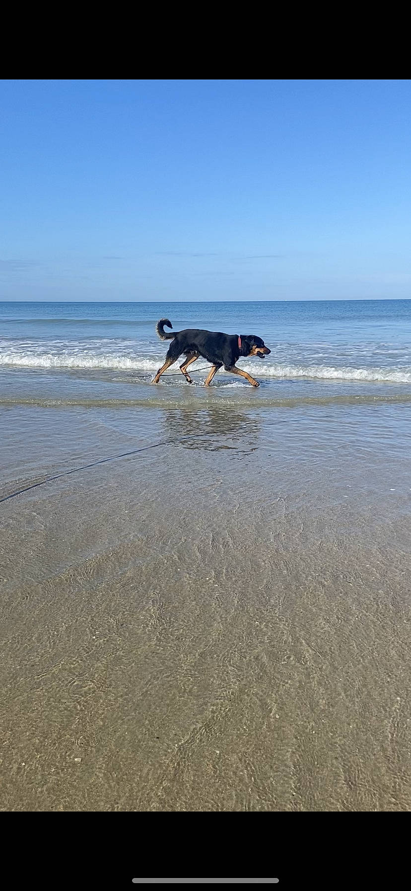 Tango participe au concours pour gagner de l'argent avec cette photo : beach, canidae, carnivore, coast, dog, dog_breed, evening, fun, horizon, lake, landscape, ocean, recreation, sand, sky, sporting_group, tide, water, wave, wind_wave