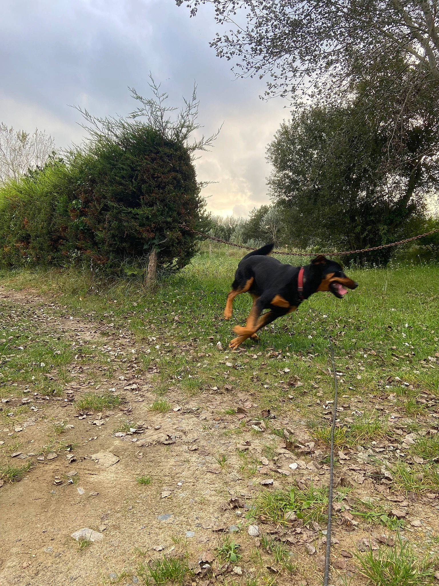 Tango a rejoint le concours — aidez-le/la à gagner de superbes lots ! canidae, carnivore, cloud, dog, dog_breed, grass, grassland, groundcover, guard_dog, landscape, natural_landscape, pasture, people_in_nature, plant, shrub, sky, soil, sporting_group, tree, working_dog
