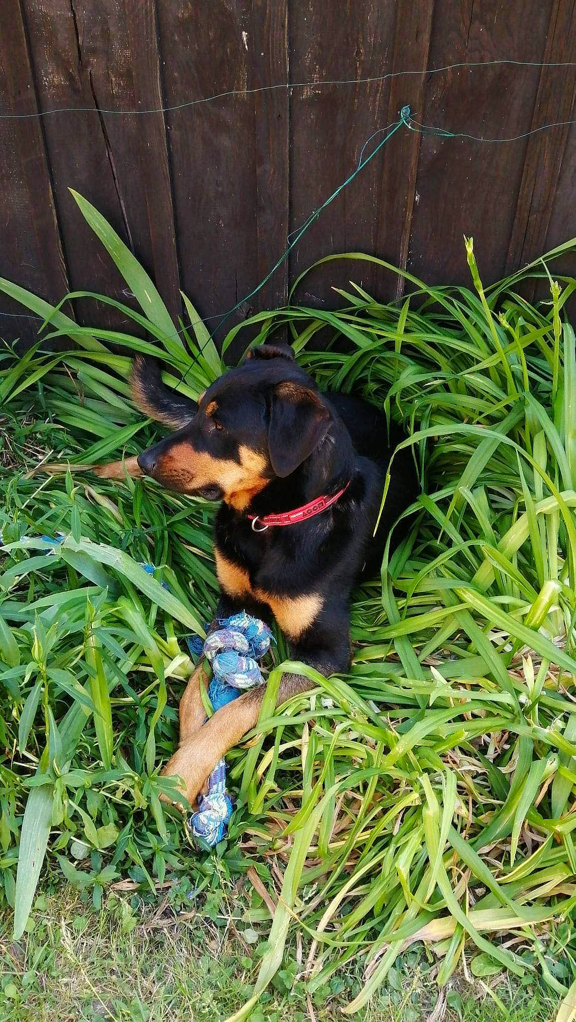 Tango a rejoint le concours — aidez-le/la à gagner de superbes lots ! canidae, carnivore, companion_dog, dog, dog_breed, dog_supply, electric_blue, grass, guard_dog, hound, hunting_dog, plant, rottweiler, sandal, sporting_group, terrestrial_animal, working_animal, working_dog