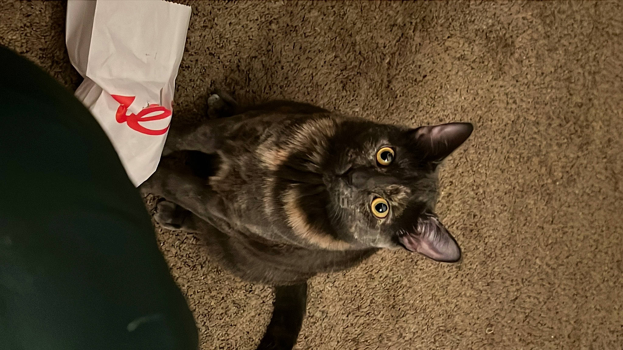 Jolene joined the competition — help win amazing prizes! black_cat, bombay, carnivore, cat, cat_toy, claw, domestic_short_haired_cat, eye, felidae, fur, havana_brown, paw, small_to_medium_sized_cats, snout, tail, terrestrial_animal, whiskers