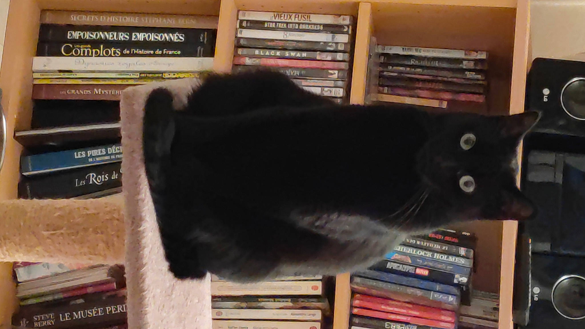 Amy participe au concours pour gagner de l'argent avec cette photo : bombay, book, bookcase, carnivore, cat, cat_supply, domestic_short_haired_cat, felidae, fur, natural_material, publication, rectangle, room, shelf, shelving, small_to_medium_sized_cats, tail, whiskers, wood