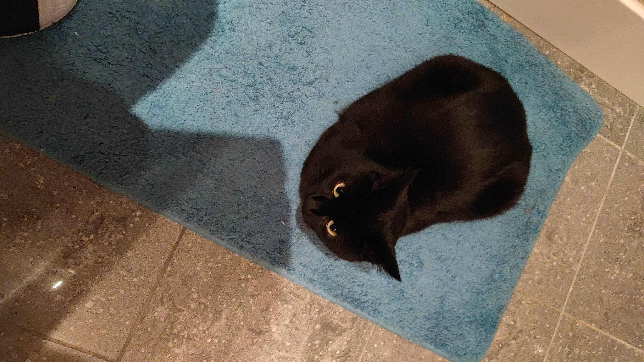 Amy a rejoint le concours — aidez-le/la à gagner de superbes lots ! asphalt, black_cat, bombay, carnivore, cat, domestic_short_haired_cat, felidae, flooring, fur, liver, mammal, road_surface, small_to_medium_sized_cats, snout, tail, terrestrial_animal, vertebrate, whiskers