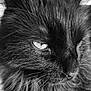 Oreo a rejoint le concours — aidez-le/la à gagner de superbes lots ! cat, close_up, black_and_white, fluffy, fur, whiskers, portrait, animal, pet, face, eye, muzzle, domestic_cat, feline, soft, texture, macro, indoor, cute, serious