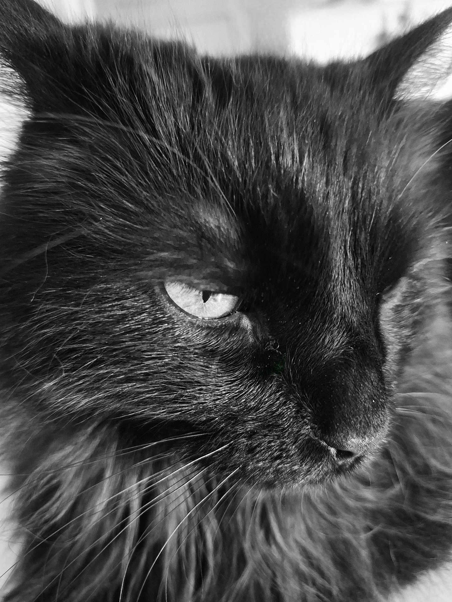 Oreo