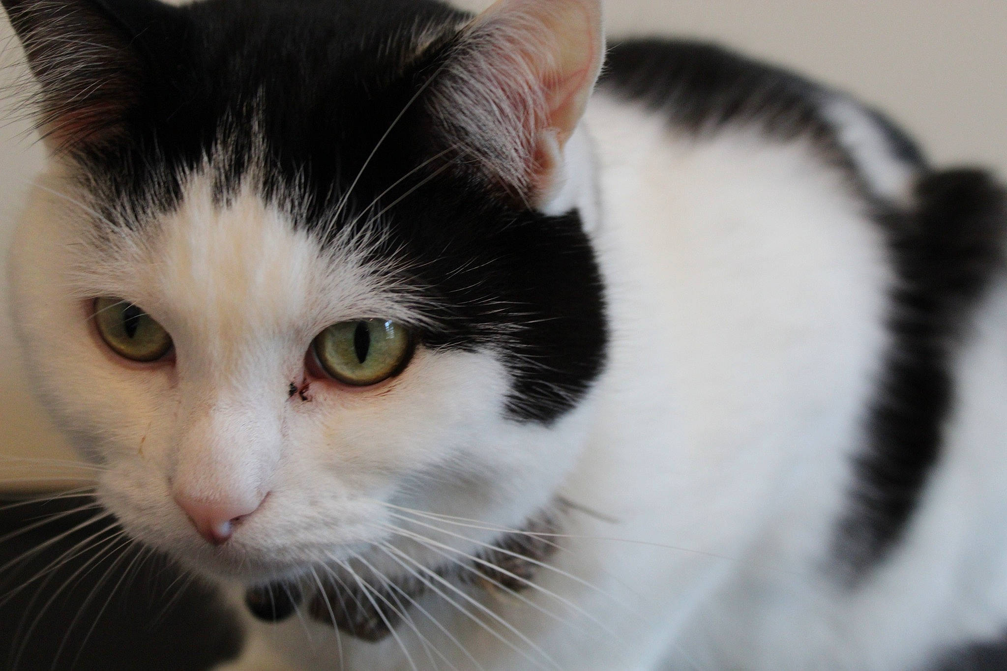 Patrick joined the competition — help win amazing prizes! aegean_cat, american_wirehair, black_and_white, carnivore, cat, close_up, domestic_short_haired_cat, eye, felidae, fur, japanese_bobtail, kitten, mammal, nose, small_to_medium_sized_cats, snout, turkish_van, vertebrate, whiskers, white