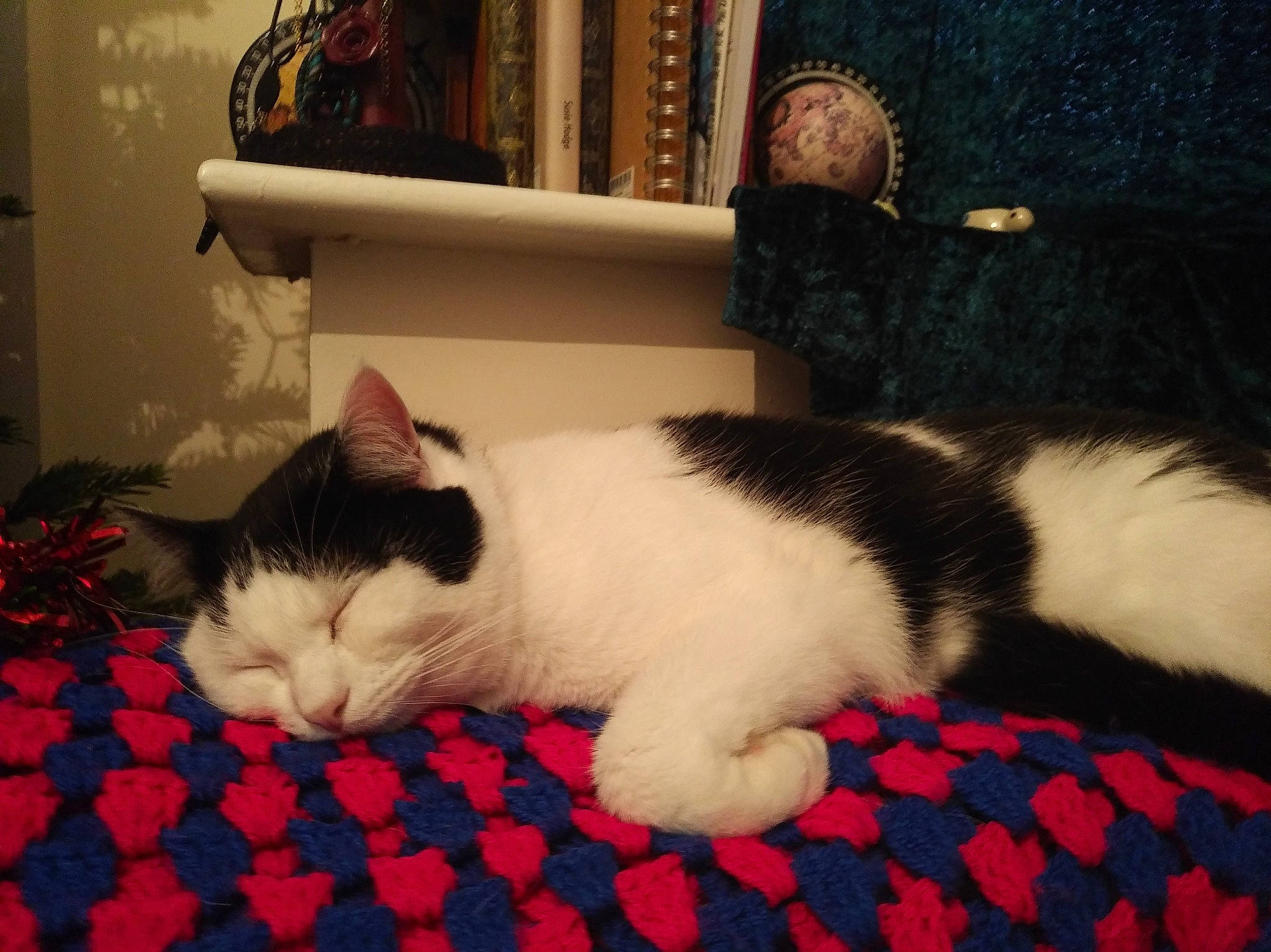 Patrick is registered to the contest to win money with this photo: carnivore, cat, domestic_short_haired_cat, european_shorthair, felidae, fur, japanese_bobtail, kitten, mammal, nap, paw, polydactyl_cat, small_to_medium_sized_cats, tail, whiskers