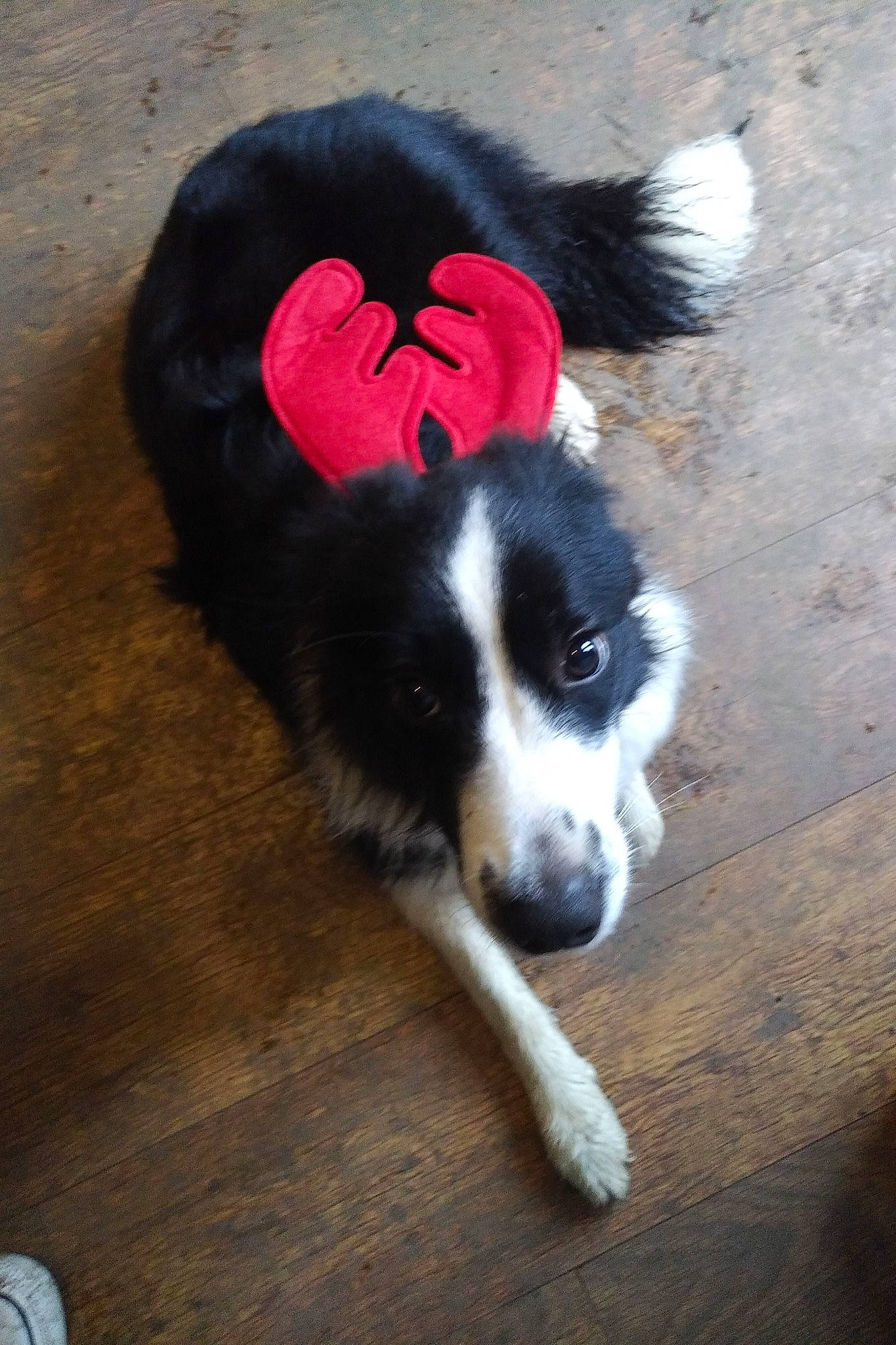 Connie is registered to the contest to win money with this photo: australian_collie, border_collie, canidae, carnivore, dog, dog_breed, english_shepherd, herding_dog, karelian_bear_dog, mammal, mcnab, snout, stabyhoun, tail, vertebrate, welsh_sheepdog, working_dog