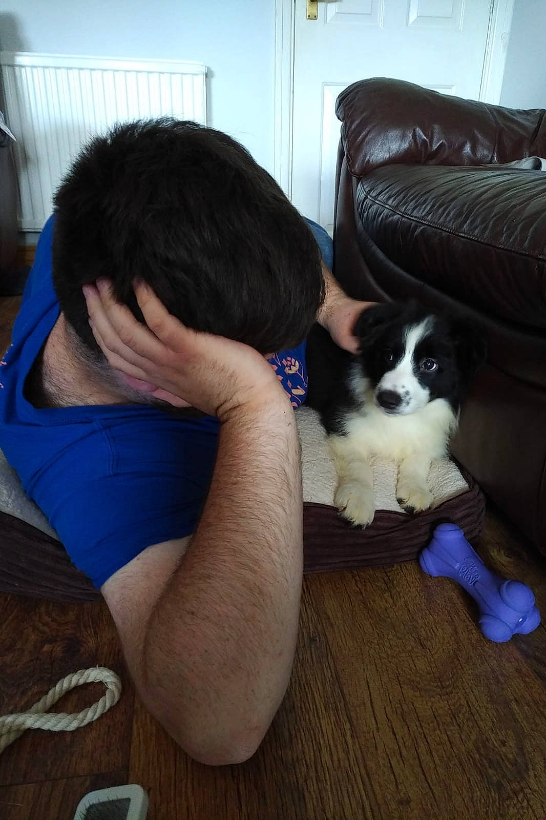 Connie is registered to the contest to win money with this photo: black_hair, canidae, carnivore, cat, companion_dog, dog, dog_breed, fawn, felidae, fur, leg, mammal, small_to_medium_sized_cats, snowshoe, sporting_group, whiskers