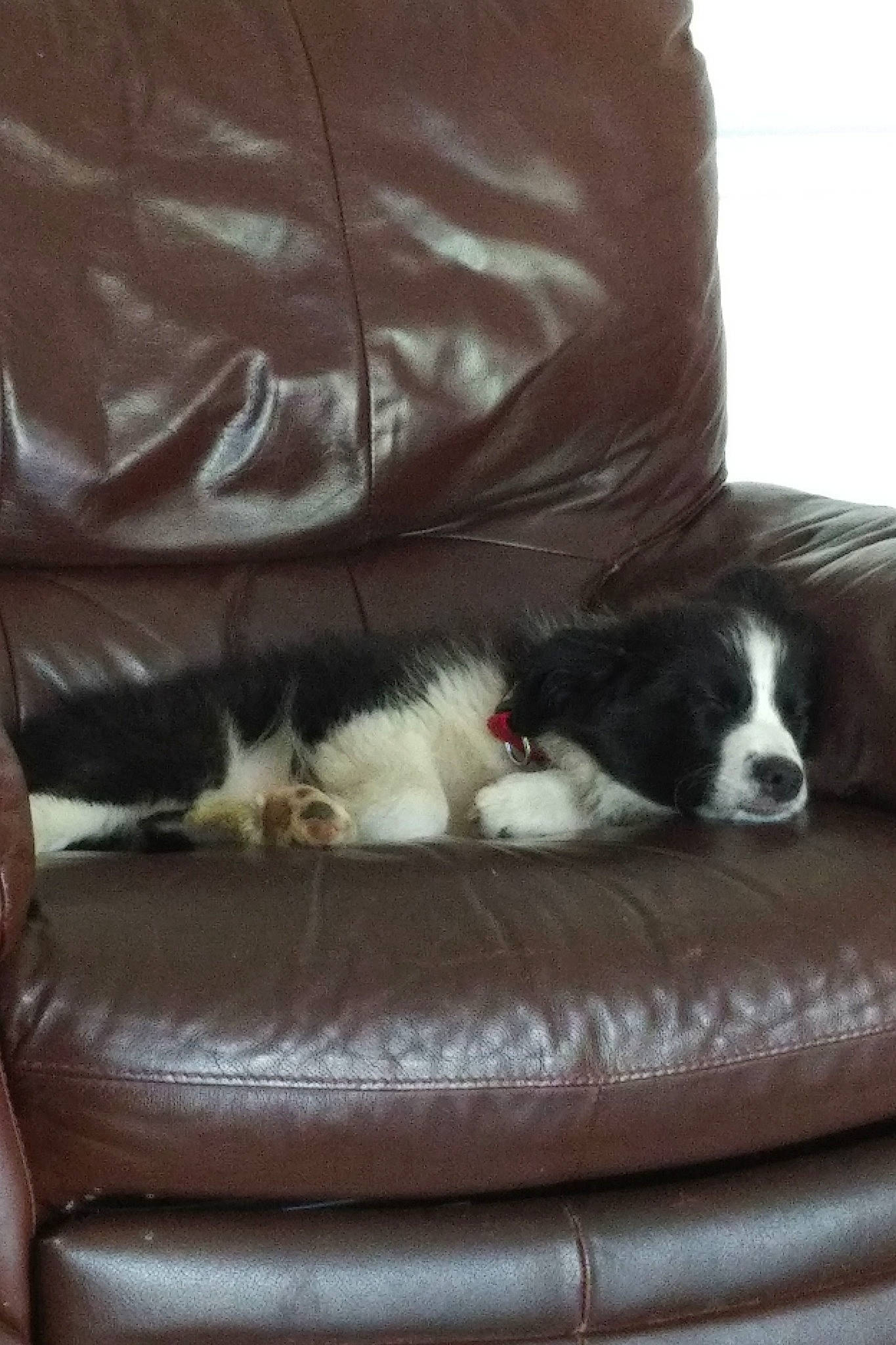 Connie joined the competition — help win amazing prizes! border_collie, canidae, carnivore, companion_dog, dog, dog_breed, english_springer_spaniel, furniture, puppy, spaniel, sporting_group
