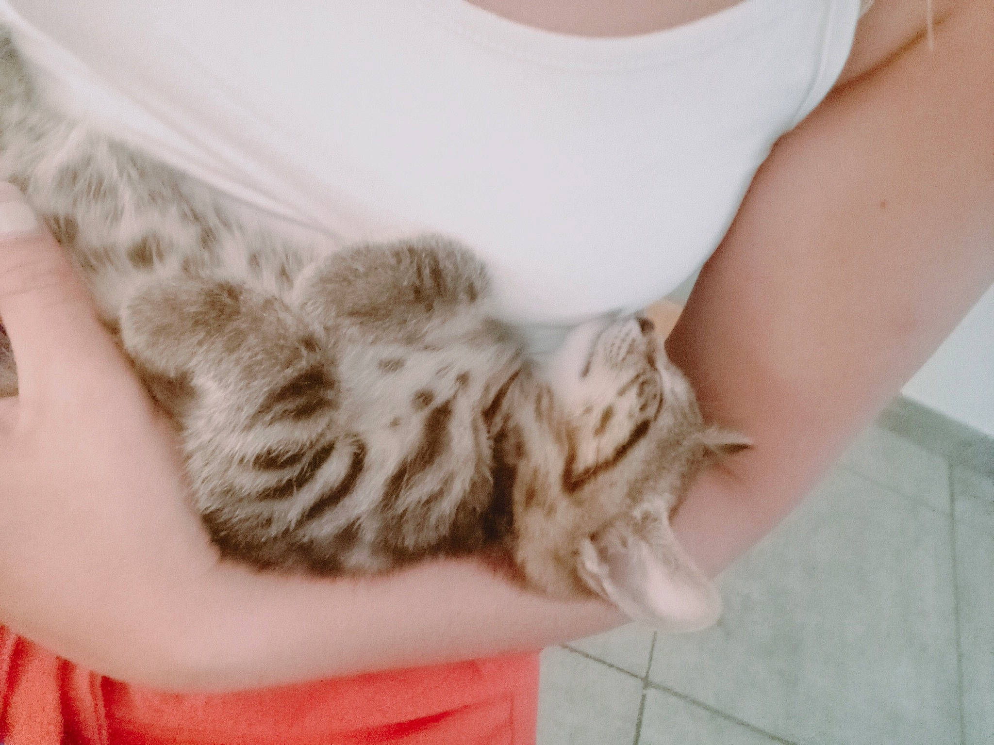 Volkwagen participe au concours pour gagner de l'argent avec cette photo : bed, carnivore, cat, comfort, domestic_short_haired_cat, ear, elbow, fawn, felidae, finger, fur, gesture, hand, human_leg, nail, paw, small_to_medium_sized_cats, tail, whiskers, window