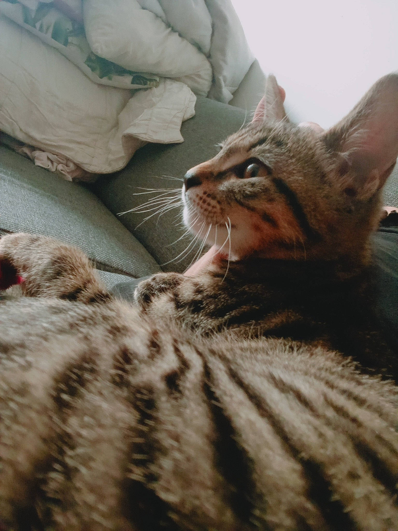 Volkwagen a rejoint le concours — aidez-le/la à gagner de superbes lots ! carnivore, cat, claw, close_up, comfort, domestic_short_haired_cat, fawn, felidae, fur, linens, nail, paw, sitting, small_to_medium_sized_cats, snout, tail, terrestrial_animal, tree, whiskers, wood