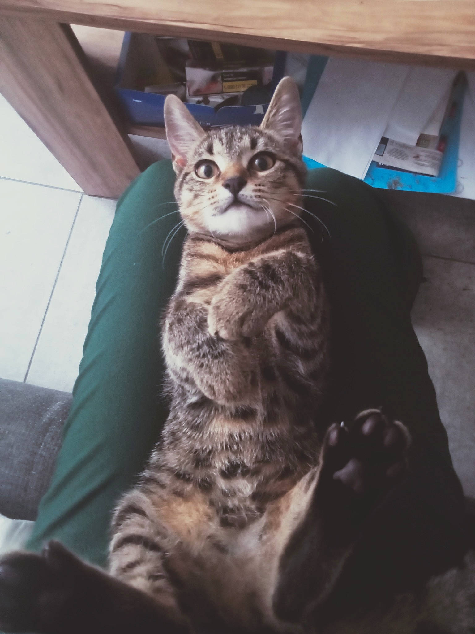 Volkwagen a rejoint le concours — aidez-le/la à gagner de superbes lots ! carnivore, cat, comfort, domestic_short_haired_cat, felidae, fur, grey, paw, sitting, small_to_medium_sized_cats, snout, tail, whiskers