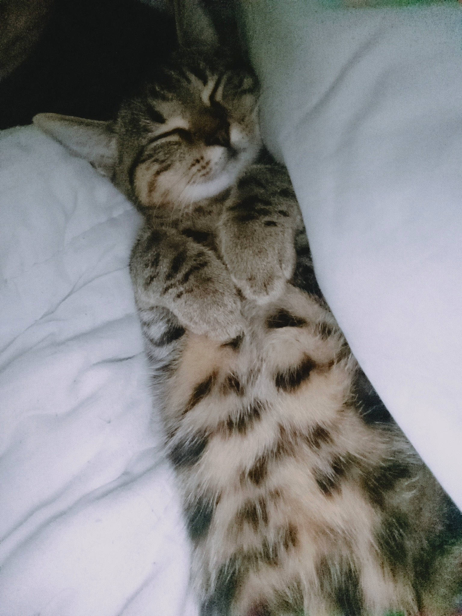 Volkwagen participe au concours pour gagner de l'argent avec cette photo : bed, carnivore, cat, claw, comfort, domestic_short_haired_cat, fawn, felidae, fur, pattern, paw, small_to_medium_sized_cats, snout, tail, terrestrial_animal, whiskers