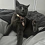Diva is registered to the contest to win money with this photo: cat, gray_cat, pet, bed, blanket, indoor, feline, paw, collar, curious, relaxed, animal, cute, domestic_animal, whiskers, fur, resting, looking, raised_paw, home