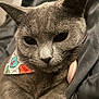 Diva joined the competition — help win amazing prizes! cat, gray_cat, close_up, pet, feline, animal, indoor, bandana, fabric, fur, eyes, whiskers, relaxed, cozy, cute, portrait, soft_lighting, resting, comfort, adopt