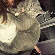 Diva joined the competition — help win amazing prizes! cat, gray_cat, pet, collar, indoor, person, holding, blur, low_light, feline, domestic_animal, close_up, mammal, cute, animal, companion, resting, indoor_lighting, human, furry