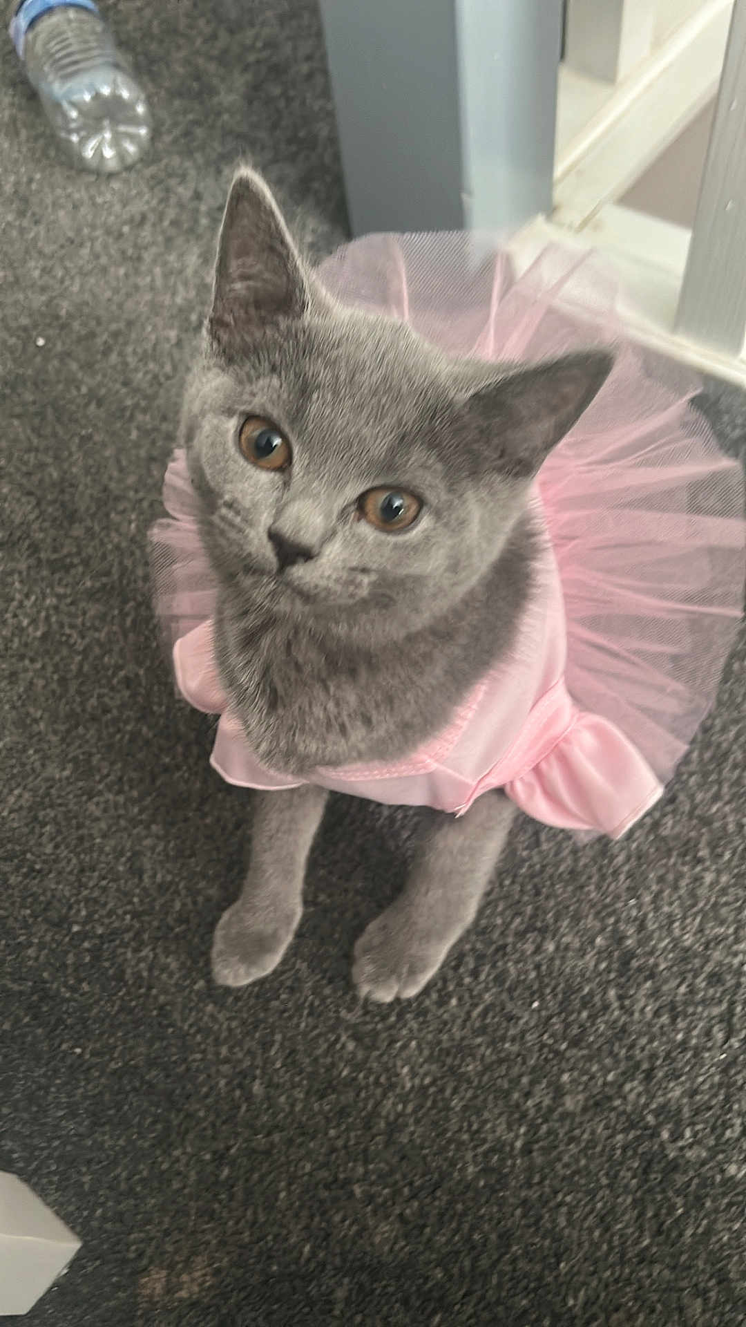 Diva is registered to the contest to win money with this photo: cat, gray_cat, pet, animal, tutu, pink_dress, carpet, indoor, cute, curious, feline, sitting, water_bottle, floor, costume, dress_up, ears, eyes, small_pet, adorable