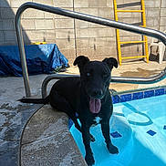 Ivy is registered to the contest to win money with this photo: dog, black_dog, blue_eye, pool, water, concrete, backyard, yellow_ladder, sunlight, shadow, pet, animal, tongue_out, happy, steps, outdoor, summer, relaxing, fence, chair
