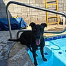 dog, black_dog, blue_eye, pool, water, concrete, backyard, yellow_ladder, sunlight, shadow, pet, animal, tongue_out, happy, steps, outdoor, summer, relaxing, fence, chair