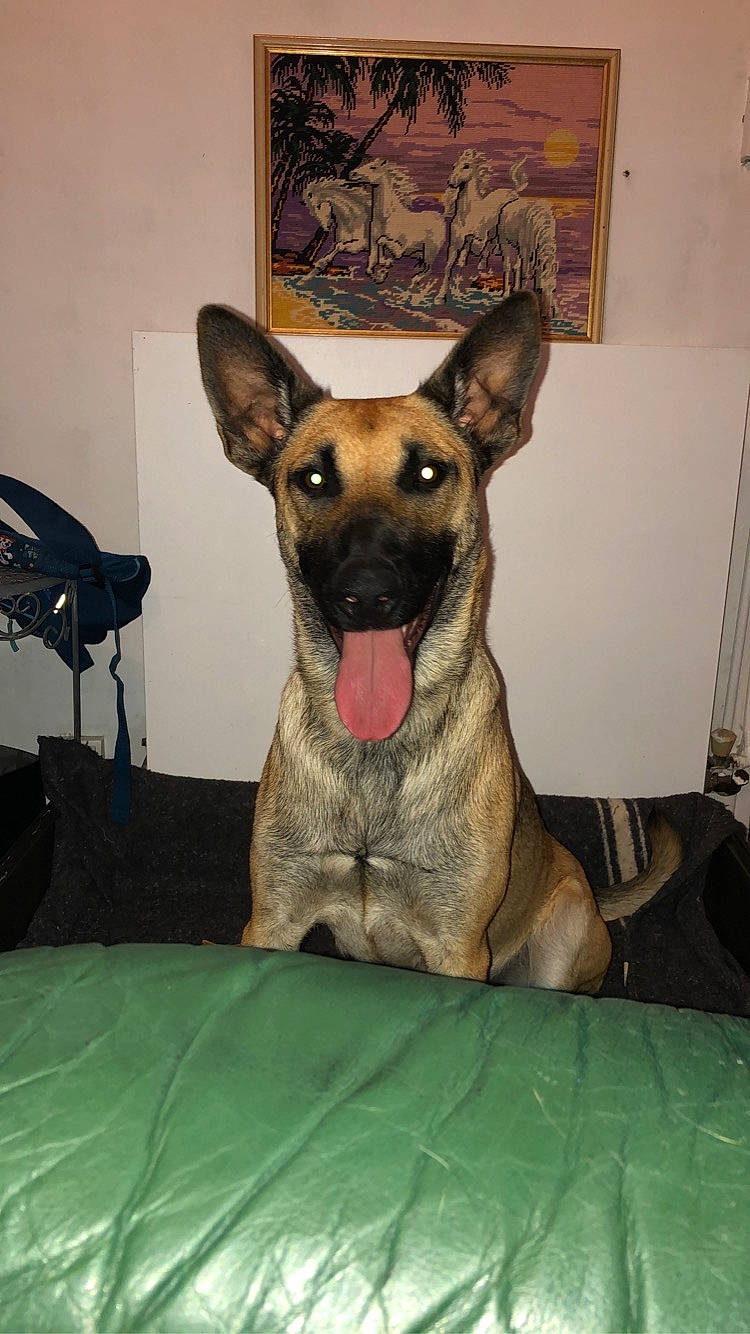 Chany a rejoint le concours — aidez-le/la à gagner de superbes lots ! ancient_dog_breeds, art, canidae, carnivore, companion_dog, dog, dog_breed, fawn, german_shepherd_dog, guard_dog, herding_dog, non_sporting_group, paw, snout, sporting_group, terrestrial_animal, whiskers, working_animal, working_dog