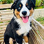 puppy, dog, bench, wood, outdoor, greenery, tongue_out, happy, tricolor, fur, animal, pet, young_dog, nature, garden, sitting, cute, canine, playful, eyes
