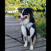 Django a rejoint le concours — aidez-le/la à gagner de superbes lots ! black_and_white, calm, canine, dog, greenery, happy, harness, lake, leash, nature, outdoor, pet, reflection, sitting, summer, sunlight, tongue_out, trees, water, wooden_dock