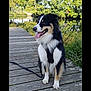 black_and_white, calm, canine, dog, greenery, happy, harness, lake, leash, nature, outdoor, pet, reflection, sitting, summer, sunlight, tongue_out, trees, water, wooden_dock