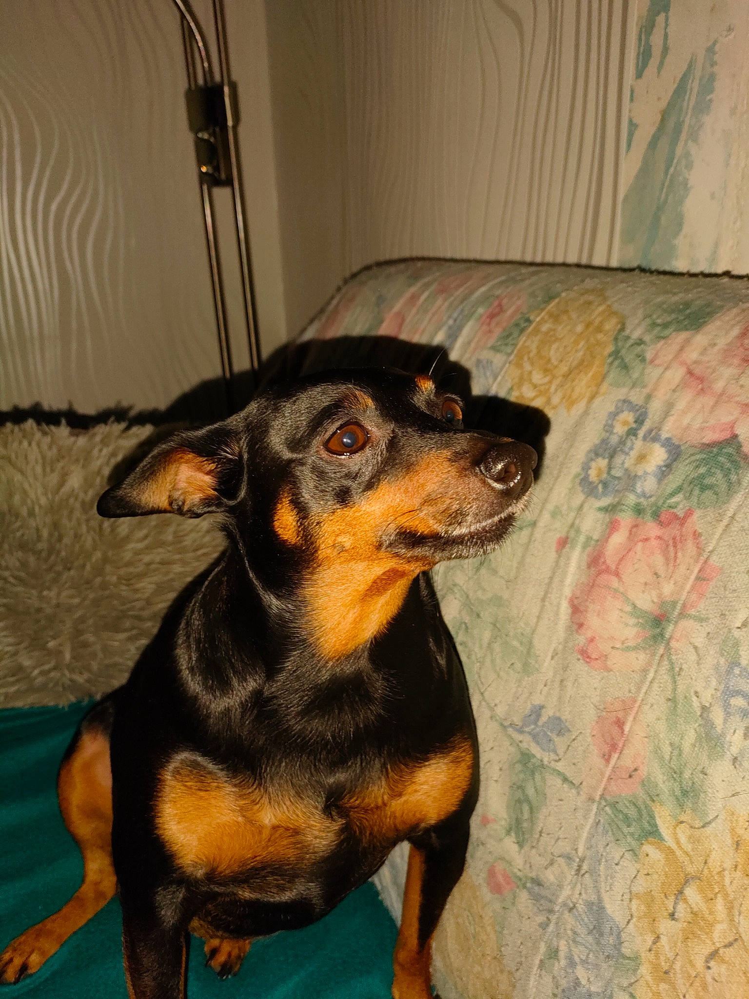 Filou participe au concours pour gagner de l'argent avec cette photo : art, canidae, carnivore, comfort, companion_dog, dog, dog_breed, fawn, fur, guard_dog, pinscher, puppy, snout, sporting_group, tail, terrestrial_animal, toy_dog, whiskers, working_animal, working_dog