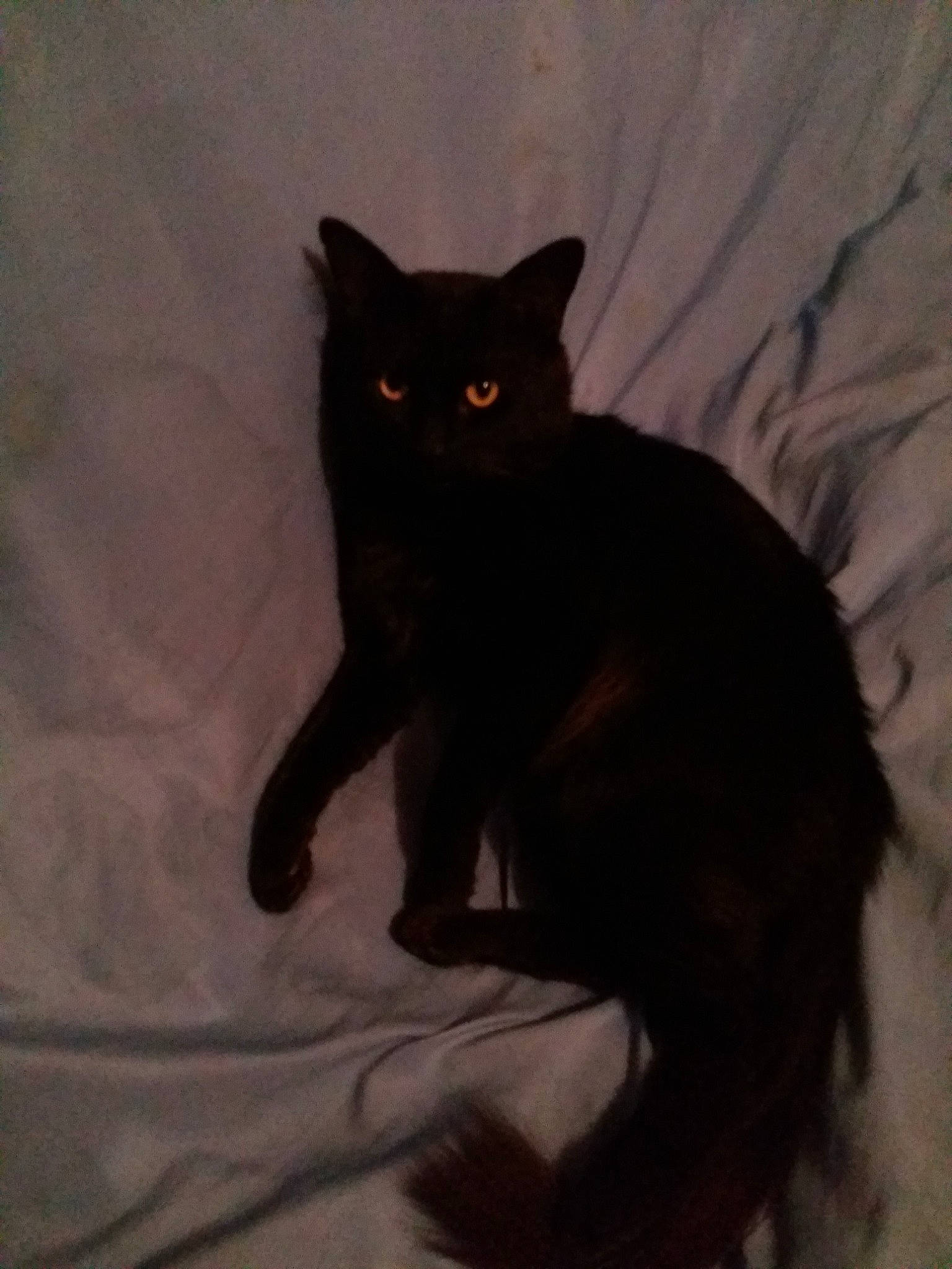 Filou participe au concours pour gagner de l'argent avec cette photo : black_cat, bombay, carnivore, cat, claw, comfort, domestic_short_haired_cat, felidae, fur, grey, havana_brown, paw, sitting, small_to_medium_sized_cats, snout, stairs, tail, whiskers