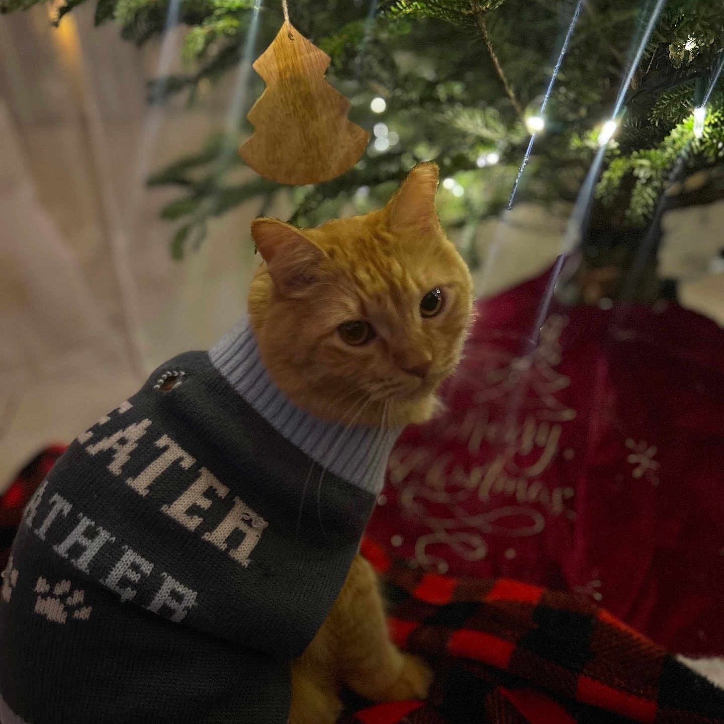 Loki is registered to the contest to win money with this photo: black, blanket, cat, christmas_tree, cozy, cute, decorations, feline, festive, holiday, holiday_lights, indoor, orange_cat, ornament, patterned_blanket, pet, red, sweater, tree_skirt, warm