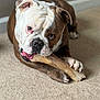 Meatball is registered to the contest to win money with this photo: bulldog, dog, pet, bone, chewing, carpet, indoor, animal, canine, cute, paw, fur, ears, snout, teeth, tongue, relaxed, brown, white, companion