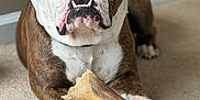 Meatball is registered to the contest to win money with this photo: bulldog, dog, pet, bone, carpet, indoor, animal, mammal, paw, face, white, brown, black, cute, pet_accessory, domestic_animal, closeup, lying_down, looking_at_camera, tongue