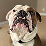 Meatball is registered to the contest to win money with this photo: bulldog, dog, pet, close_up, face, teeth, snout, fur, brown, white, indoor, canine, portrait, animal, mischievous, curious, looking_up, whiskers, nose, ears