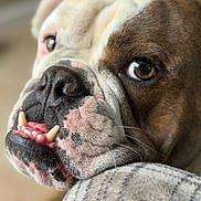 Meatball joined the competition — help win amazing prizes! bulldog, dog, close_up, face, wrinkles, teeth, resting, plaid, pattern, furry, pet, animal, brown, white, black, nose, whiskers, expression, indoor, soft_focus